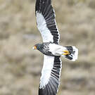 Caracara caronculé
