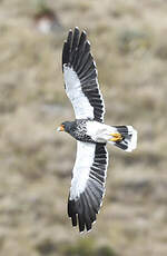 Caracara caronculé