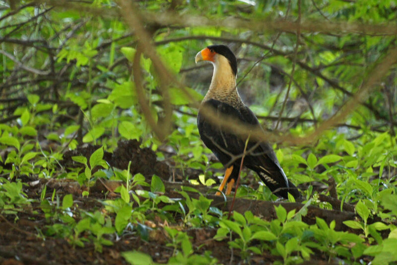 Caracara huppé