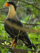 Caracara huppé