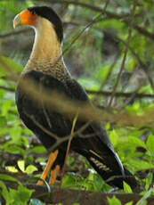 Caracara huppé