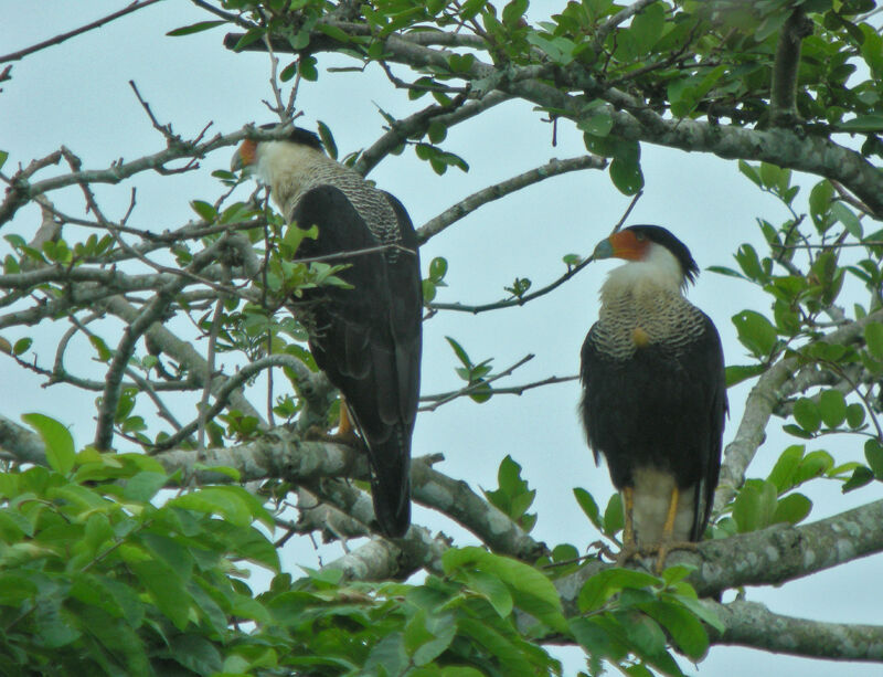 Caracara huppé