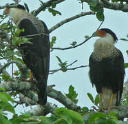 Caracara huppé