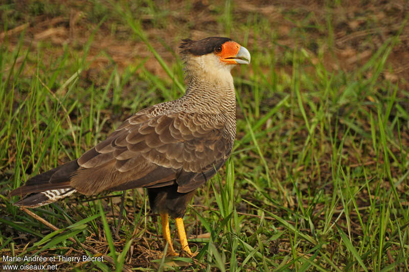 Crested Caracaraadult, identification