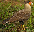 Caracara huppé