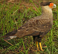 Caracara huppé