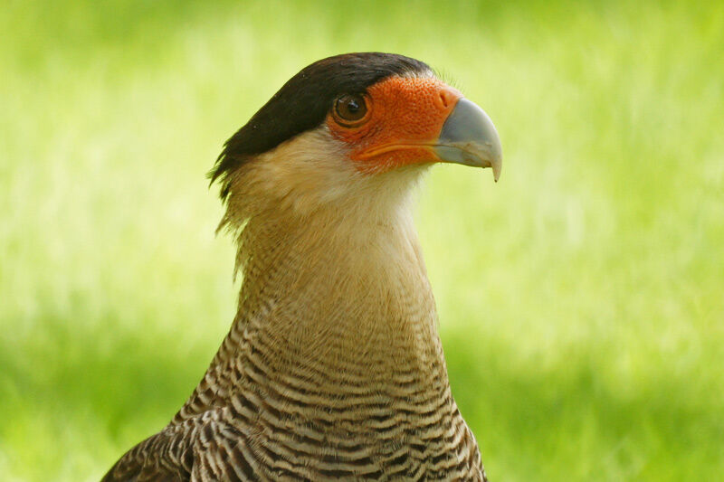 Crested Caracara