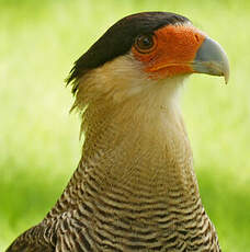 Caracara huppé