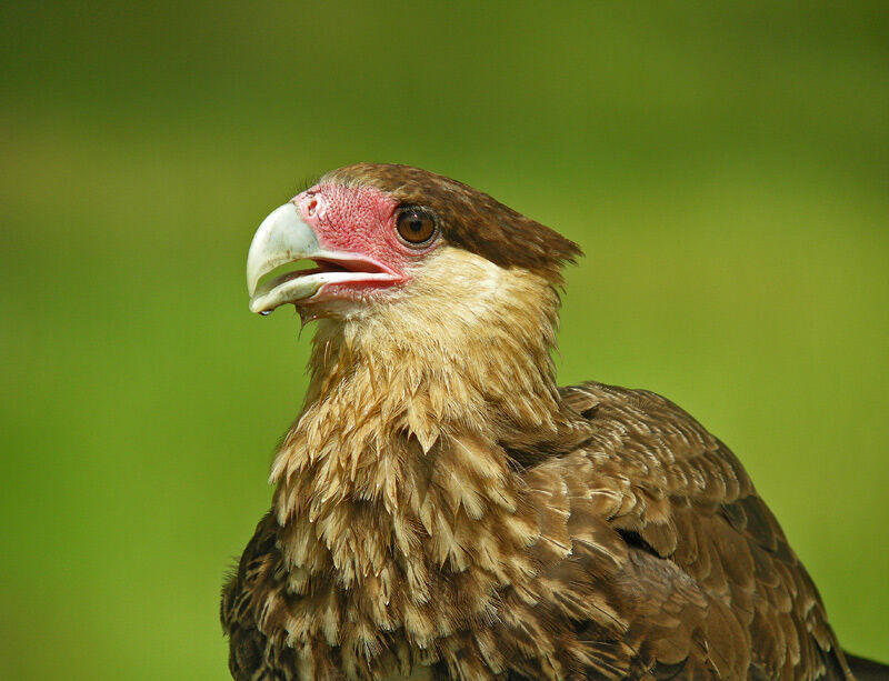 Caracara huppéjuvénile