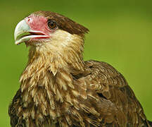 Caracara huppé