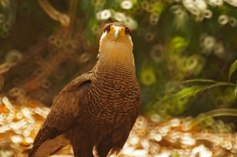 Caracara huppé