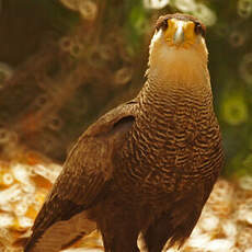 Caracara huppé