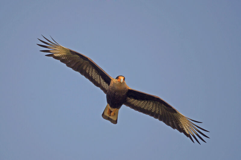 Southern Crested Caracara, Flight