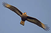 Caracara huppé