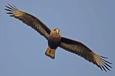 Caracara huppé