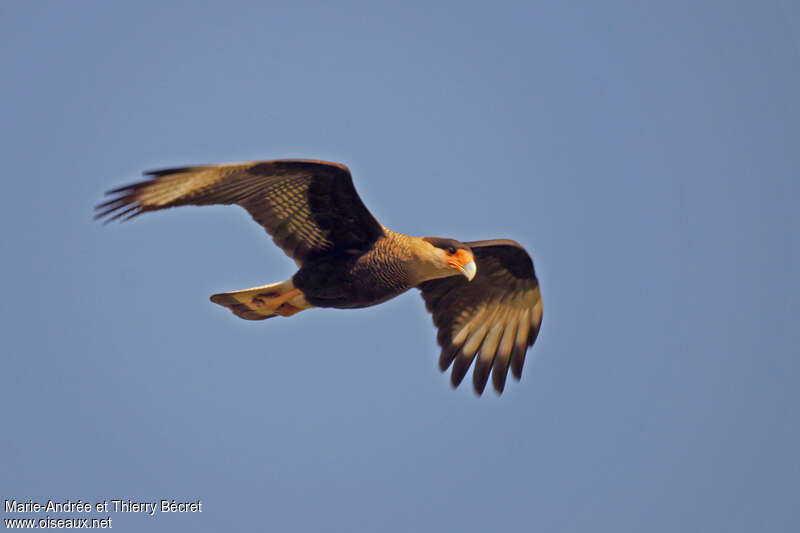 Crested Caracaraadult, Flight