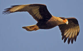 Southern Crested Caracara