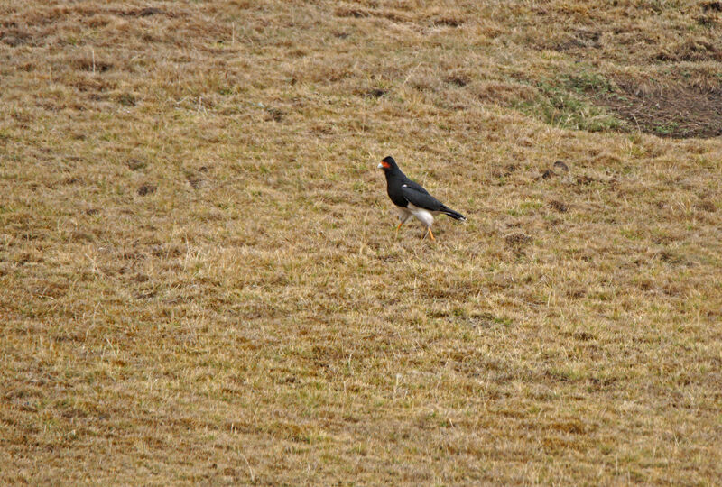 Mountain Caracara