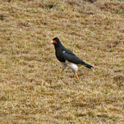 Mountain Caracara