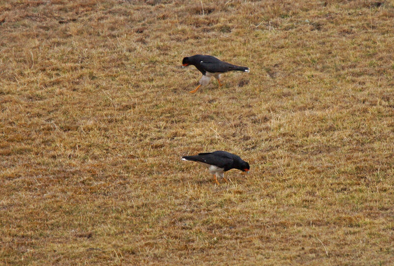 Mountain Caracara