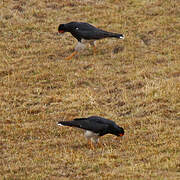 Mountain Caracara