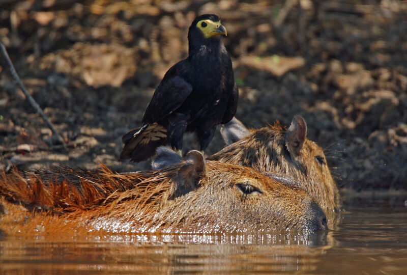 Caracara noir