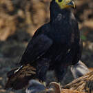 Caracara noir