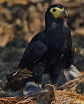 Caracara noir