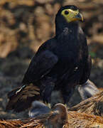 Black Caracara