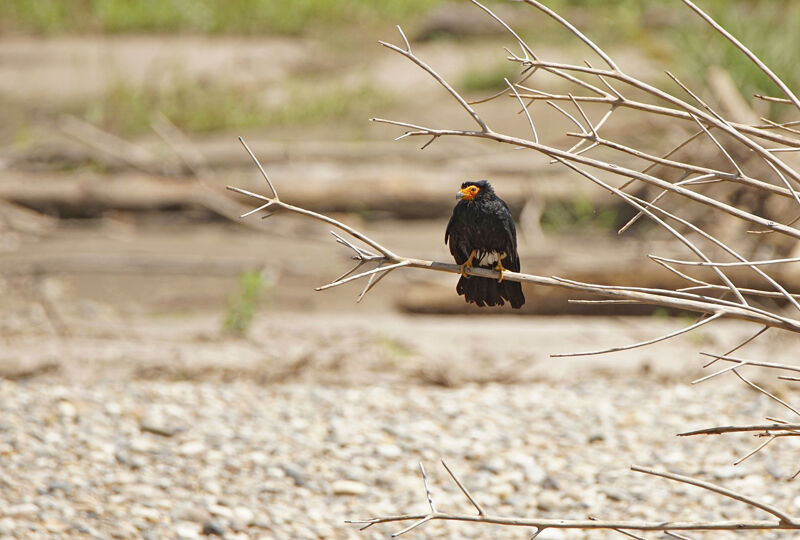 Caracara noir