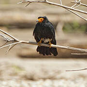 Black Caracara