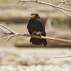 Caracara noir