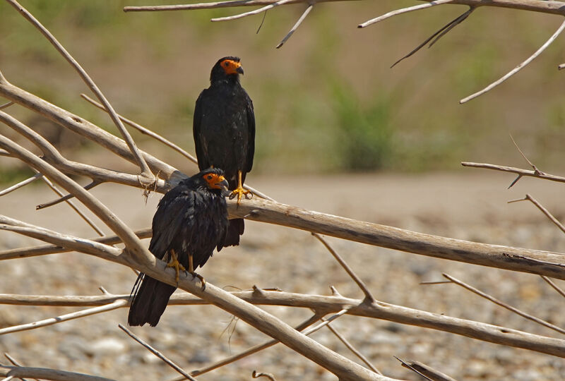 Caracara noir