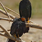 Caracara noir