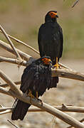 Black Caracara