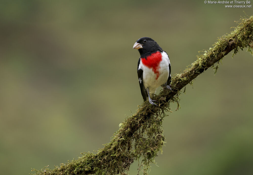 Rose-breasted Grosbeak