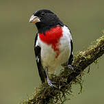 Cardinal à poitrine rose