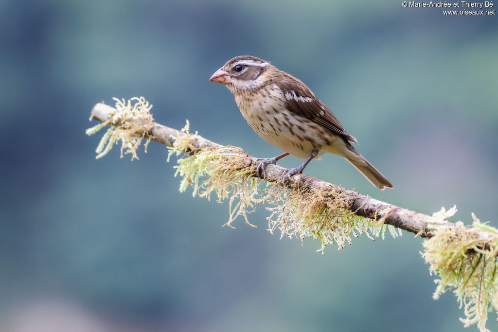 Rose-breasted Grosbeak