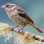 Cardinal à poitrine rose