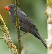 Slate-colored Grosbeak