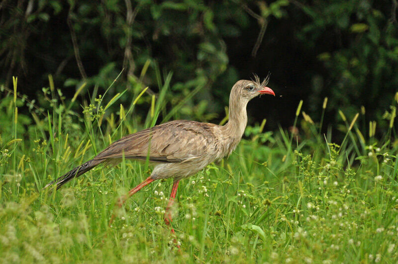 Cariama huppé