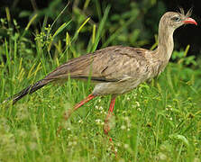 Red-legged Seriema