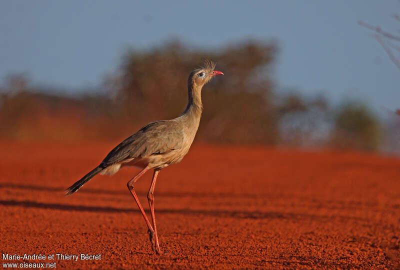 Red-legged Seriema, identification