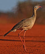 Red-legged Seriema