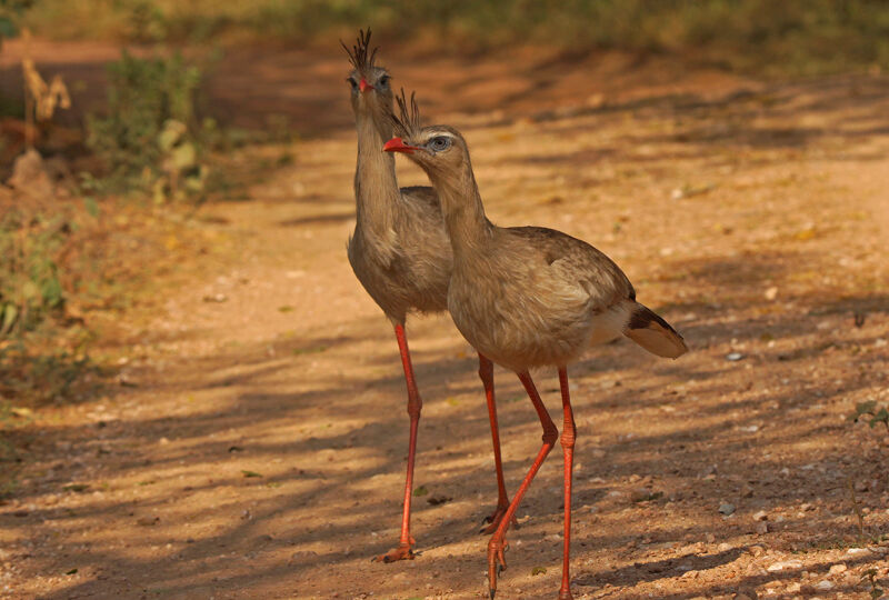 Red-legged Seriemaadult