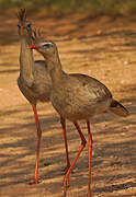 Red-legged Seriema