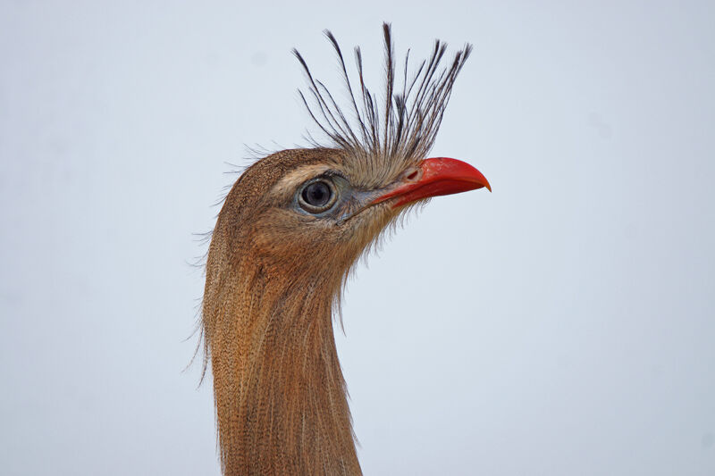 Red-legged Seriema