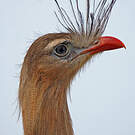 Cariama huppé