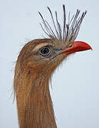 Red-legged Seriema