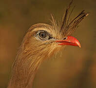 Red-legged Seriema